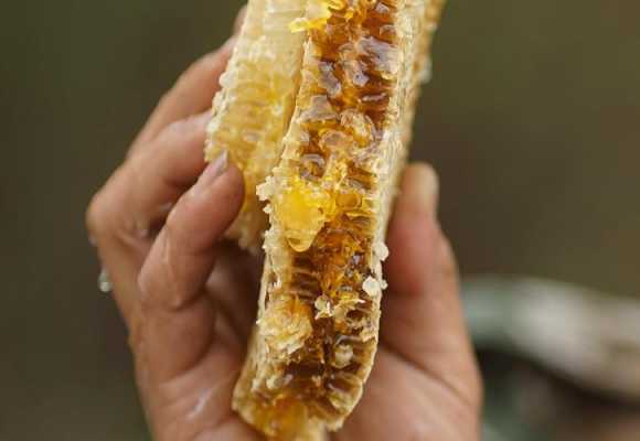  野蜂的蜜怎么变成汁「野蜂蜜是怎么取出来的」