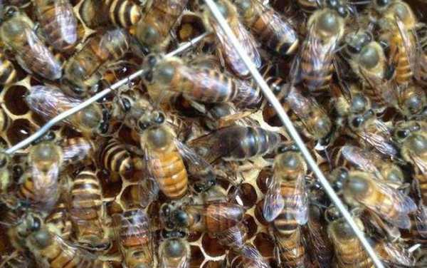 蜜蜂双王群的养殖技术 蜜蜂双王群有什么作用