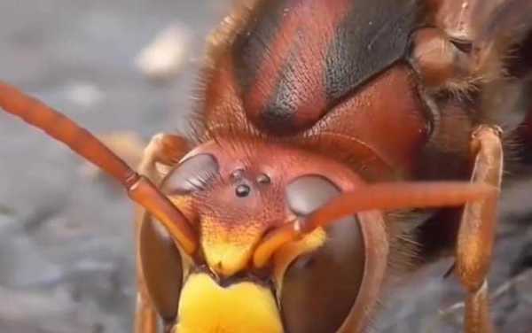  虎头蜂什么触角「虎头蜂是害虫还是益虫」