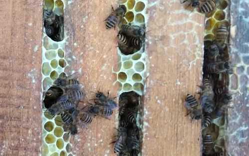 中蜂分蜂后期怎么解除采蜜