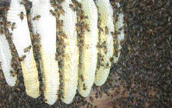 为什么蜜蜂不在新巢基上造脾 蜜蜂不在槽础上为什么