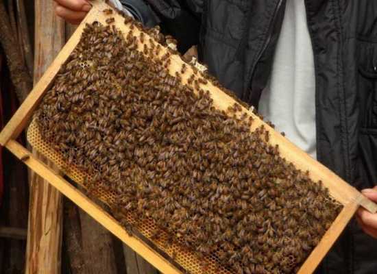 蜜蜂分蜂是什么