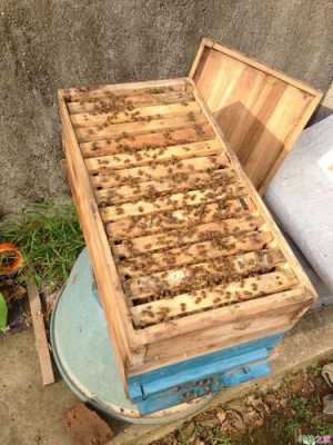 蜜蜂过箱后怎么处理