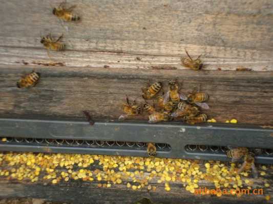  怎么找到土蜜蜂「怎样找土蜂」