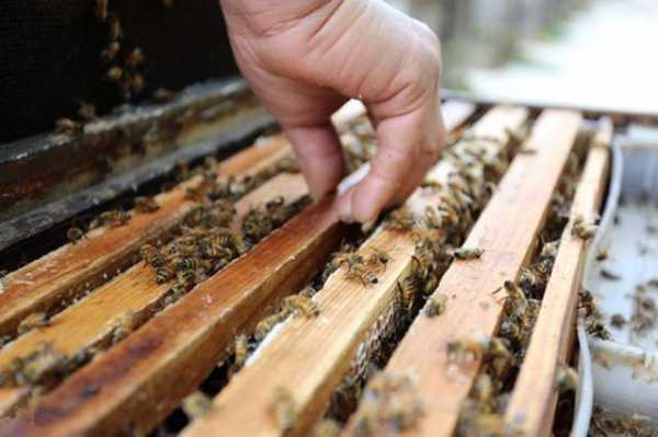 养蜜蜂怎样分蜂 养蜜蜂怎么分蜂