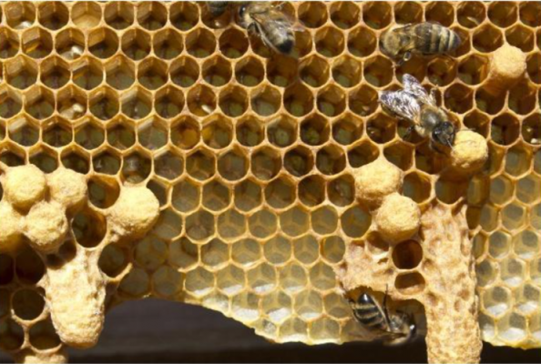  蜜蜂两脾是什么意思是什么「蜜蜂2脾怎么快速发展」
