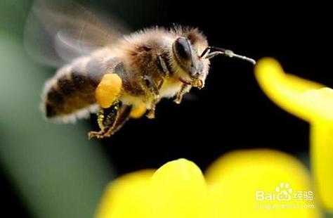 蜜蜂找回来为什么又飞走-蜜蜂找到蜜后会怎么办