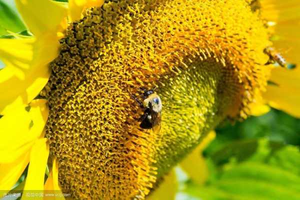 葵花授粉伤蜂吗