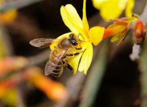 关于花蜂有什么作用与功效的信息
