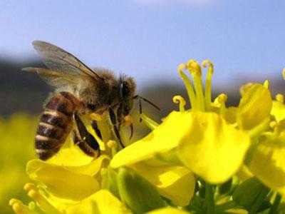 温度过高蜜蜂怎么办_高温天气蜜蜂会去采蜜吗
