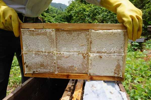 蜂巢蜜怎么样加工成蜂蜜