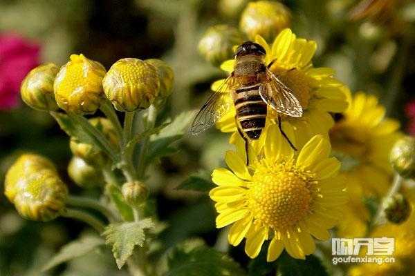 野菊花蜂蜜是什么样的_野菊花蜂蜜是什么样的图片