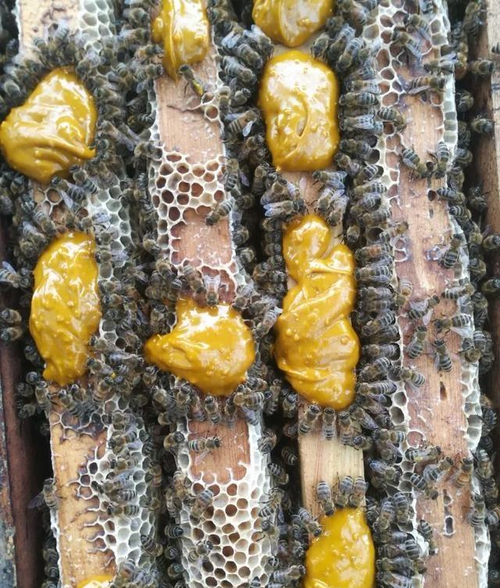怎么制作花粉饼喂蜜蜂,花粉末怎么喂蜜蜂 