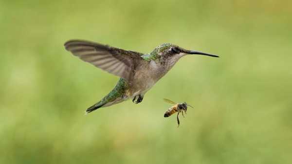  吃蜜蜂的是什么蜂「吃蜜蜂的鸟有哪些」