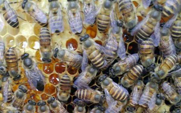 中蜂如何繁殖 中蜂是怎么繁殖的