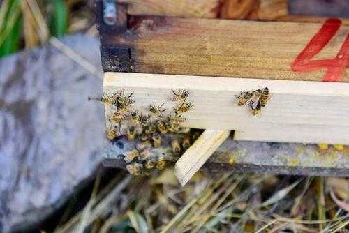 中蜂如何繁殖 中蜂是怎么繁殖的