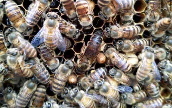  夏季中蜂怎么管理「夏天中蜂怎么养」