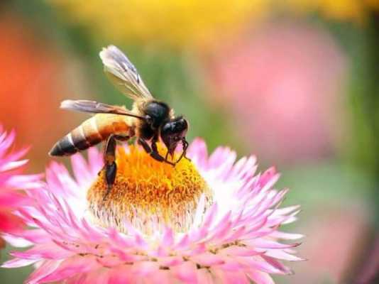  采蜜蜂子冬天吃什么「冬天小蜜蜂吃什么」