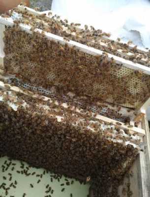  中蜂活框怎么养「中蜂活框怎样土养」