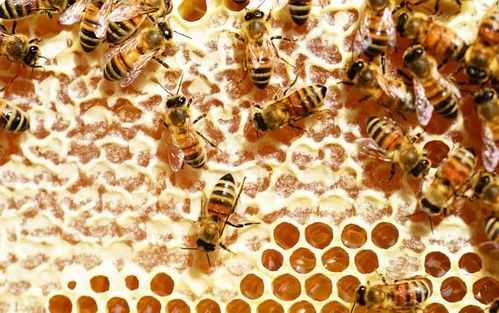 蜜是从蜜蜂哪里出来的