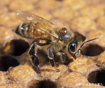大蜜蜂是什么污染