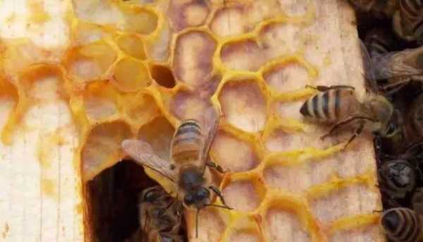  什么情况可以加蜂脾「蜜蜂什么情况下可以加脾」