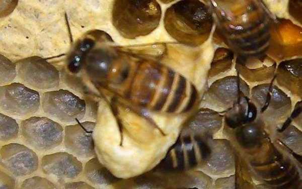 蜜蜂往出拖虫是什么问题-蜜蜂起的台是怎么移虫