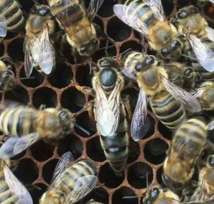 什么蜜蜂品种浆王高产（蜜浆型高产蜂王）