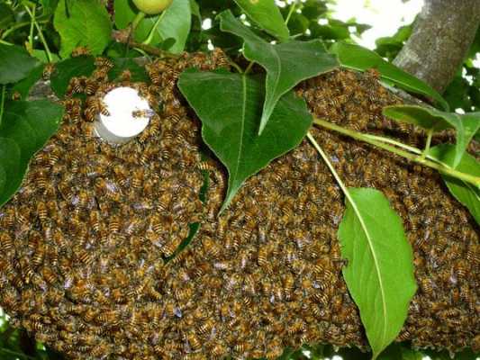 自然分蜂怎么捉的简单介绍
