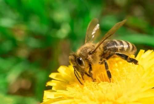 蜜蜂是什么（蜜蜂是什么季节的）