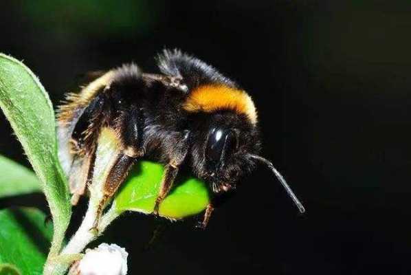 纯黑色的蜜蜂是什么蜂_黑色的蜜蜂是什么蜂子