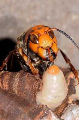 吃蜂幼虫-害虫吃蜂糖用什么方法防护