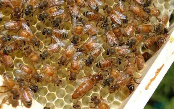 什么蜂王适合四川的天气养,什么品种蜂王能维持强群吗 