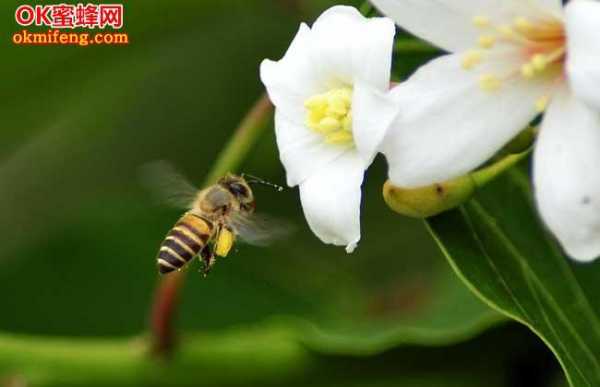 怎么辨别是野蜜蜂还是花蜜 怎么辨别是野蜜蜂