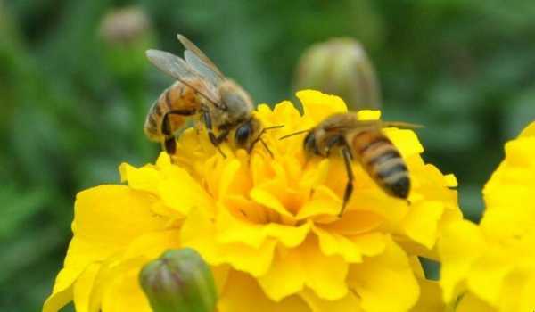 蜜蜂不外出干活是什么原因-蜜蜂不工作是什么原因