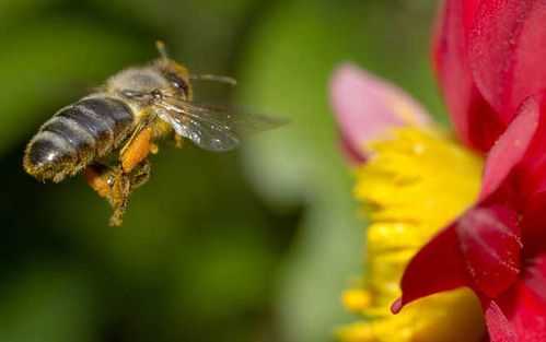 蜜蜂能做美容吗