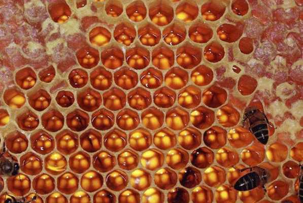 蜜蜂怎么把蜜给变成蜂蜜,蜜蜂怎么把蜂蜜放到蜂巢 
