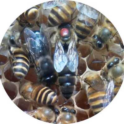中蜂怎么样判断蜂王品种_中蜂怎么样判断蜂王品种多少