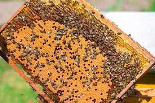 蜜蜂不上脾幼虫会死吗 蜜蜂不怎么上脾怎么办