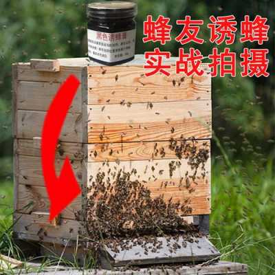 用什么诱饵诱蜂最好方法-用什么来诱蜂效果最好