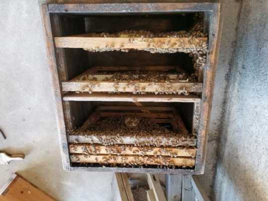 怎么防止蜜蜂箱里的虫子进来-怎么防止蜜蜂箱里的虫