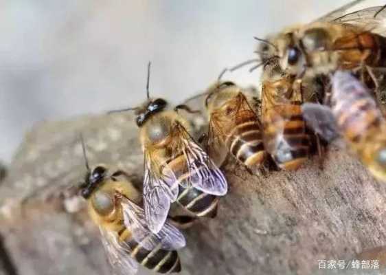 关于中蜂无蜜全部灭亡怎么回事的信息