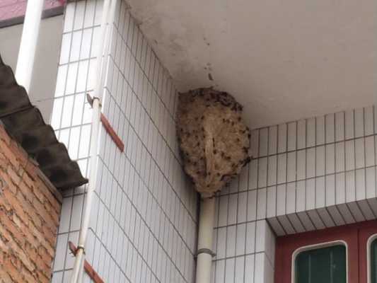 七里蜂蜂巢图片