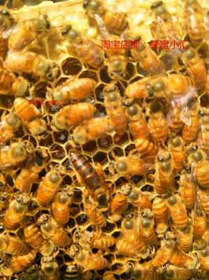 黄金蜂王是什么蜂「黄金蜂的作用」