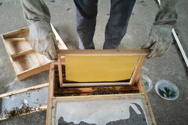  蜜蜂巢础怎么储存「蜜蜂巢础怎么保存」