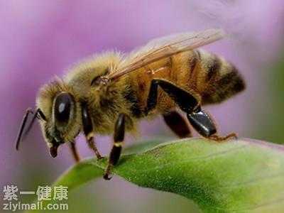 蜜蜂叮了一下用什么药好呢-蜜蜂叮了能治什么吗