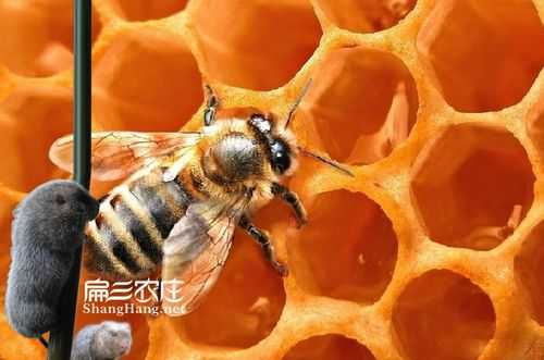 养蜂什么品种_养蜂什么品种比较好