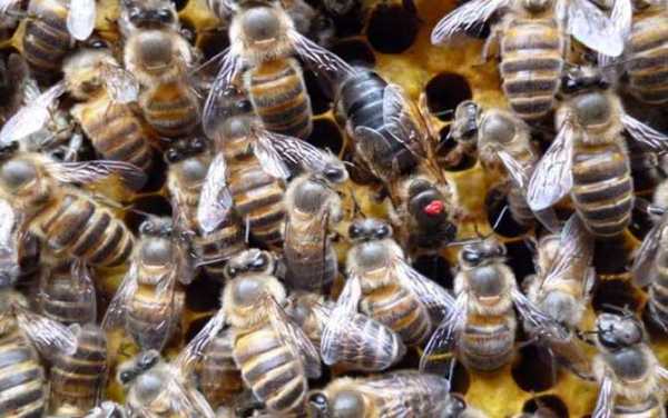 养蜂什么品种_养蜂什么品种比较好