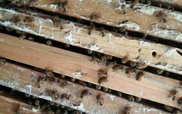 新分蜂用什么喂_新分蜂群多久开始产卵
