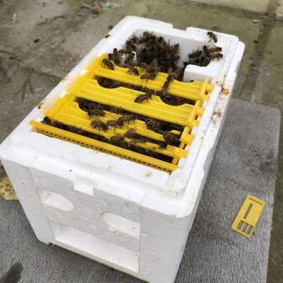 蜜蜂箱怎么保温